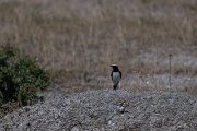 Pied wheatear