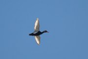 Red-crested pochard