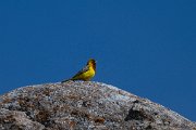 Red-headed bunting