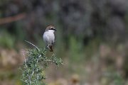 Red-tailed shrike