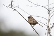 Rock bunting