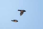 Rosy starling
