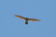 Shikra