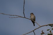 Spotted flycatcher