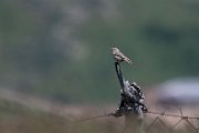 Tawny pipit