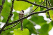 White-capped bunting