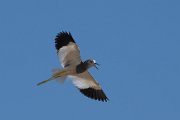 White-tailed lapwing