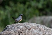 White-throated robin