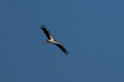 White stork