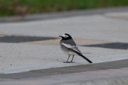 White wagtail