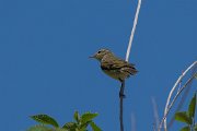 Willow warbler
