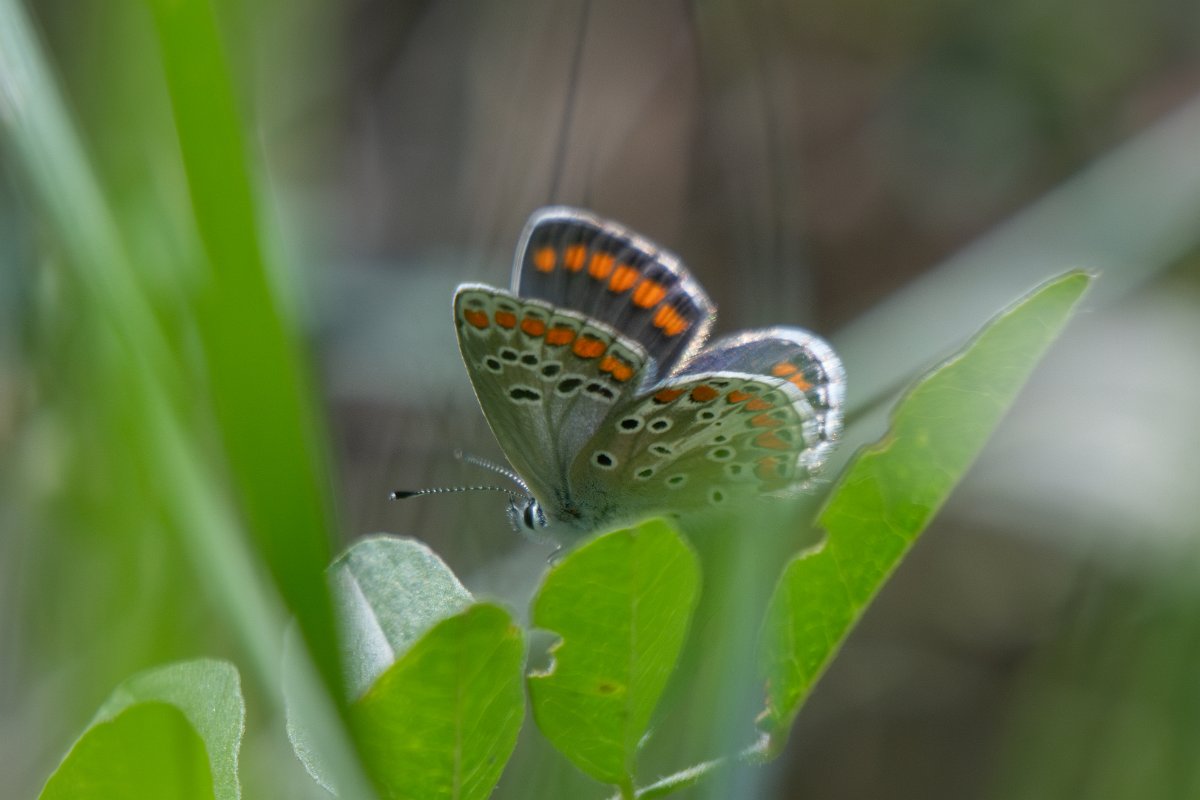 DPPhotography - Uzbekistan - Brown argus, Aricia agestis - A.jpg - Brown argus, Aricia agestis - Zeravshan Nature Reserve, Uzbekistan