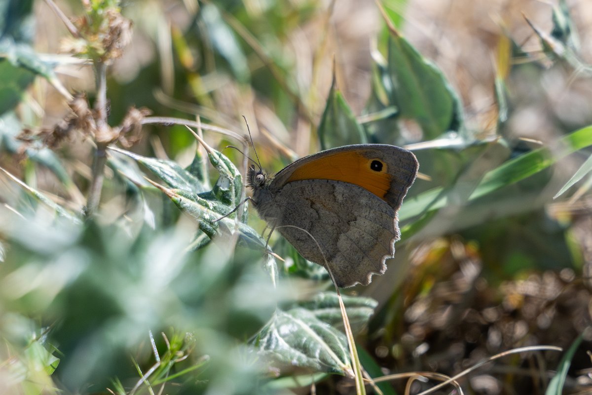 DPPhotography - Uzbekistan - Dusky meadow brown, Hyponephele lycaon - A.jpg - Dusky meadow brown, Hyponephele lycaon - Takhta-Karacha Pass, Uzbekistan