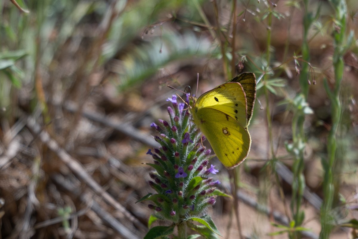 DPPhotography - Uzbekistan - Eastern pale clouded yellow, Colias erate - C.jpg - Eastern pale clouded yellow, Colias erate - Takhta-Karacha Pass, Uzbekistan
