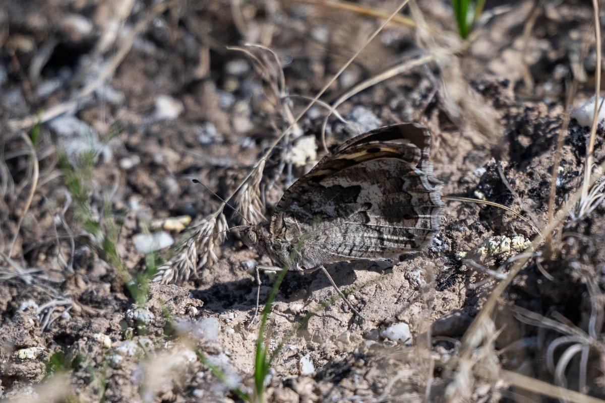DPPhotography - Uzbekistan - Great steppe grayling, Chazara persephone - A.jpg - Great steppe grayling, Chazara persephone - Takhta-Karacha Pass, Uzbekistan