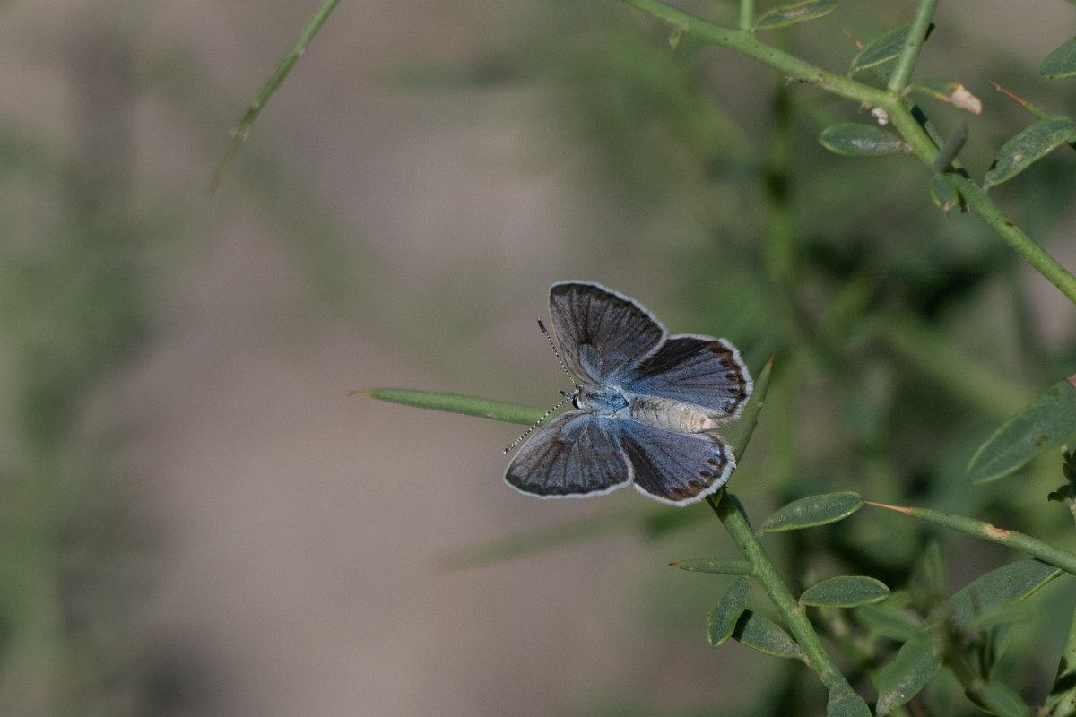 DPPhotography - Uzbekistan - Small jewel blue, Plebejus christophi - A.jpg - Small jewel blue, Plebejus christophi - Jeyran Eco Centre, Uzbekistan