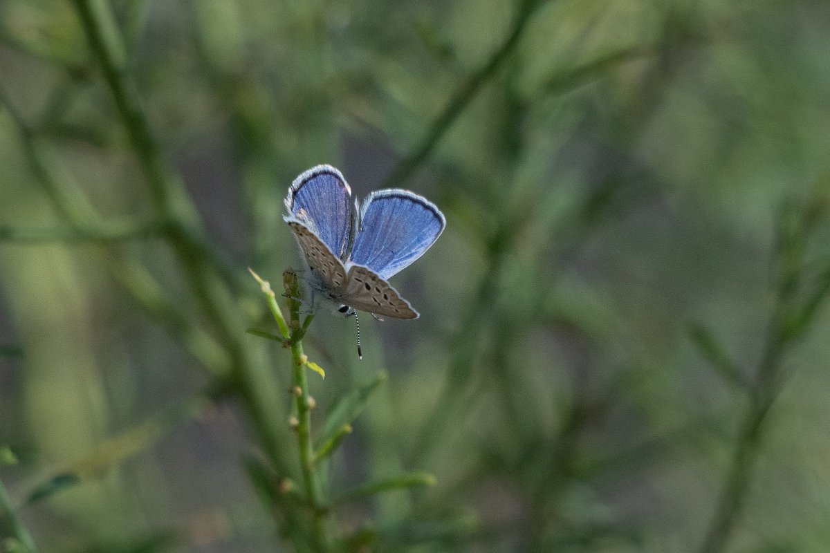 DPPhotography - Uzbekistan - Small jewel blue, Plebejus christophi - C.jpg - Small jewel blue, Plebejus christophi - Jeyran Eco Centre, Uzbekistan