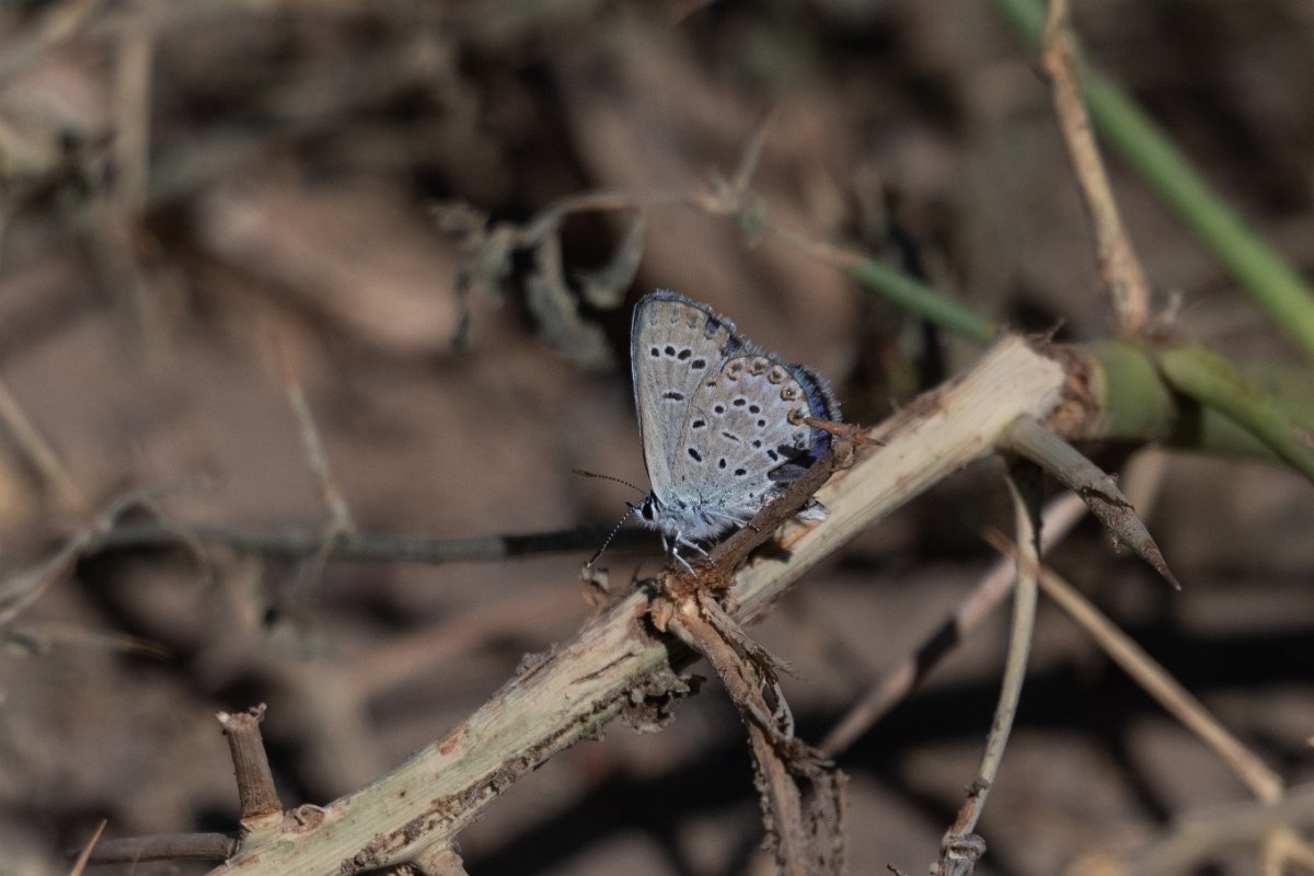DPPhotography - Uzbekistan - Small jewel blue, Plebejus christophi - D.jpg - Small jewel blue, Plebejus christophi - Jeyran Eco Centre, Uzbekistan