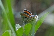 DPPhotography - Uzbekistan - Brown argus, Aricia agestis - A