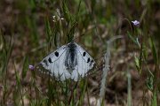 DPPhotography - Uzbekistan - Clouded apollo, Parnassius mnemosyne - A