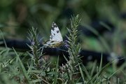 DPPhotography - Uzbekistan - Eastern bath white - A