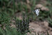 DPPhotography - Uzbekistan - Eastern bath white - B