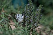 DPPhotography - Uzbekistan - Eastern bath white - C