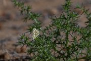DPPhotography - Uzbekistan - Eastern bath white, Pontia edusa - A