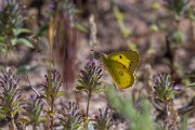 DPPhotography - Uzbekistan - Eastern pale clouded yellow, Colias erate - A