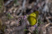 DPPhotography - Uzbekistan - Eastern pale clouded yellow, Colias erate - B