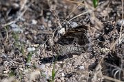 DPPhotography - Uzbekistan - Great steppe grayling, Chazara persephone - A