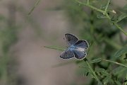 DPPhotography - Uzbekistan - Small jewel blue, Plebejus christophi - A