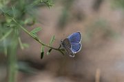 DPPhotography - Uzbekistan - Small jewel blue, Plebejus christophi - B