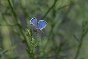 DPPhotography - Uzbekistan - Small jewel blue, Plebejus christophi - C