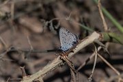 DPPhotography - Uzbekistan - Small jewel blue, Plebejus christophi - D