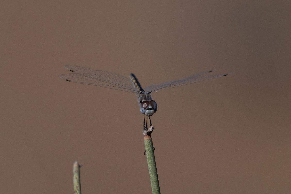 DPPhotography - Uzbekistan - Black pennant, Selysiothemis nigra - A.jpg - Black pennant, Selysiothemis nigra - Kyzylkum Desert, Uzbekistan