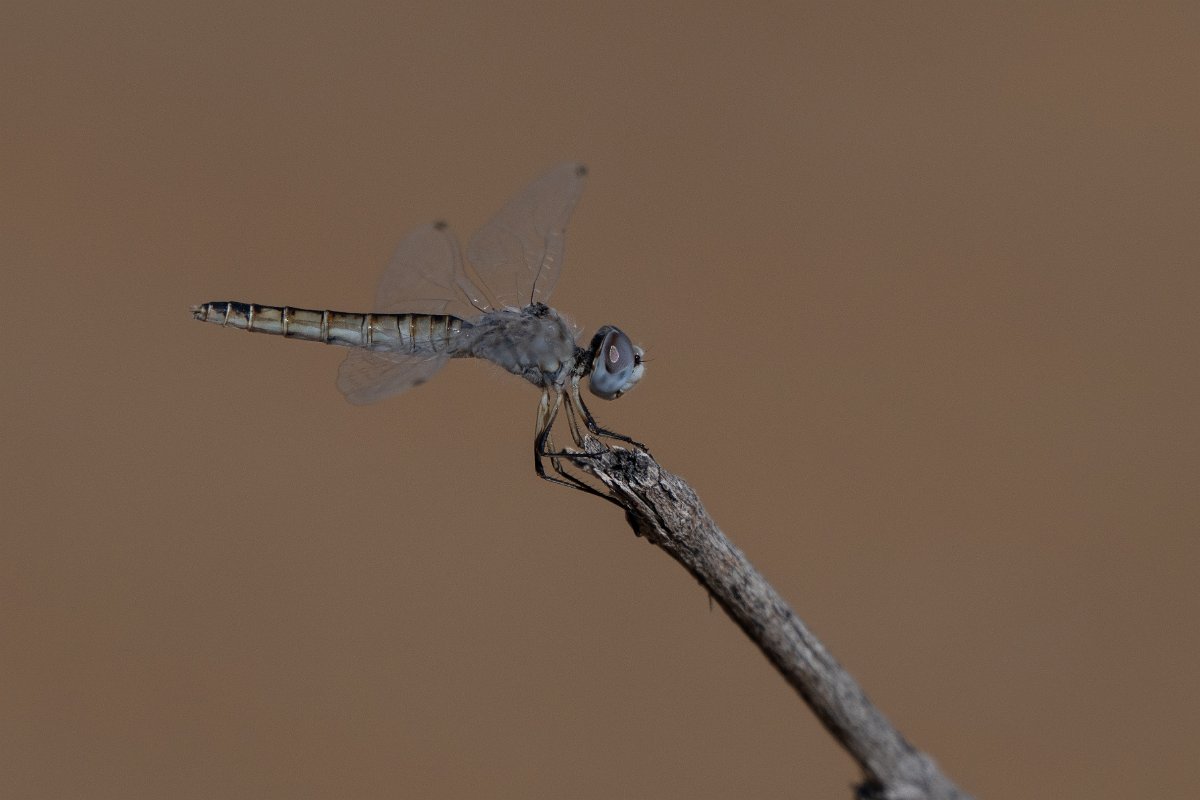 DPPhotography - Uzbekistan - Black pennant, Selysiothemis nigra - C.jpg - Black pennant, Selysiothemis nigra - Kyzylkum Desert, Uzbekistan