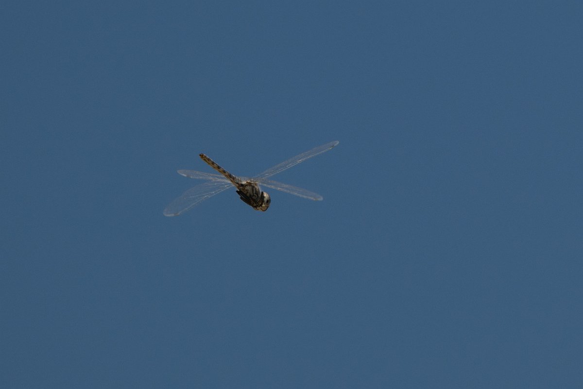 DPPhotography - Uzbekistan - Black pennant, Selysiothemis nigra - D.jpg - Black pennant, Selysiothemis nigra - Kyzylkum Desert, Uzbekistan