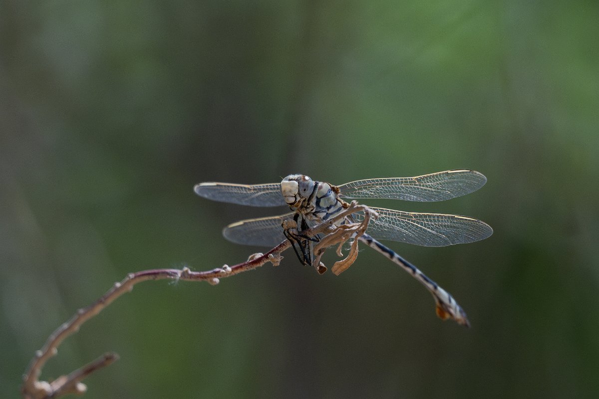 DPPhotography - Uzbekistan - Bladetail, Lindenia tetraphylla - A.jpg - Bladetail, Lindenia tetraphylla - Kyzylkum Desert, Uzbekistan