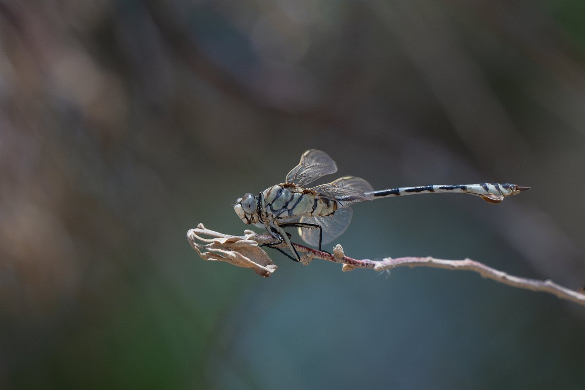 DPPhotography - Uzbekistan - Bladetail, Lindenia tetraphylla - B.jpg - Bladetail, Lindenia tetraphylla - Kyzylkum Desert, Uzbekistan