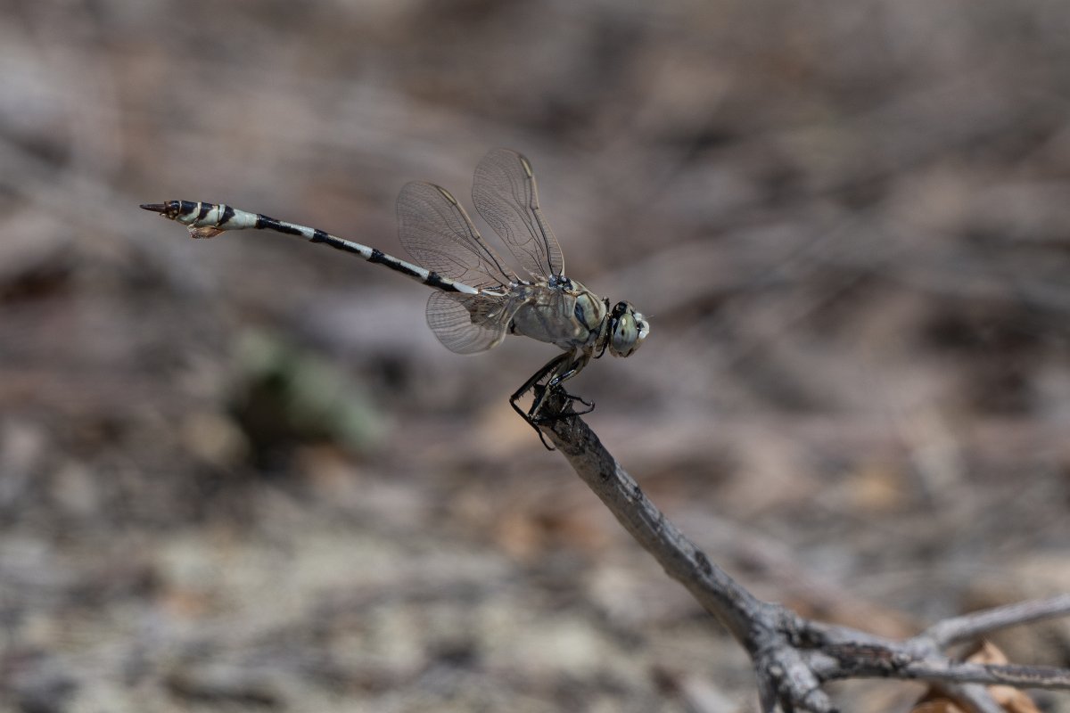 DPPhotography - Uzbekistan - Bladetail, Lindenia tetraphylla - C.jpg - Bladetail, Lindenia tetraphylla - Kyzylkum Desert, Uzbekistan
