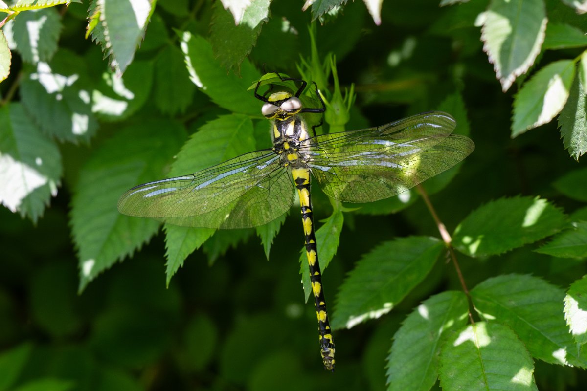 DPPhotography - Uzbekistan - Cordulegaster coronata - C.jpg - Cordulegaster coronata - Takhta-Karacha Pass, Uzbekistan