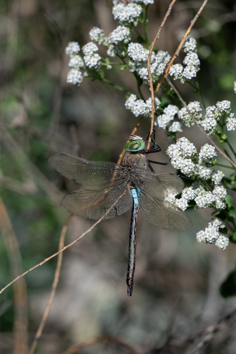 DPPhotography - Uzbekistan - Lesser emperor - A.jpg - Lesser emperor, Anax parthenope - Jeyran Eco Centre, Uzbekistan