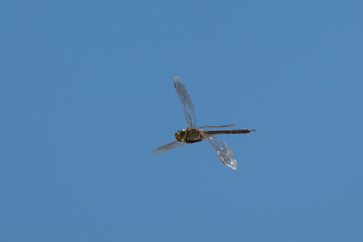 DPPhotography - Uzbekistan - Lesser emperor - C.jpg - Lesser emperor, Anax parthenope - Kyzylkum Desert, Uzbekistan
