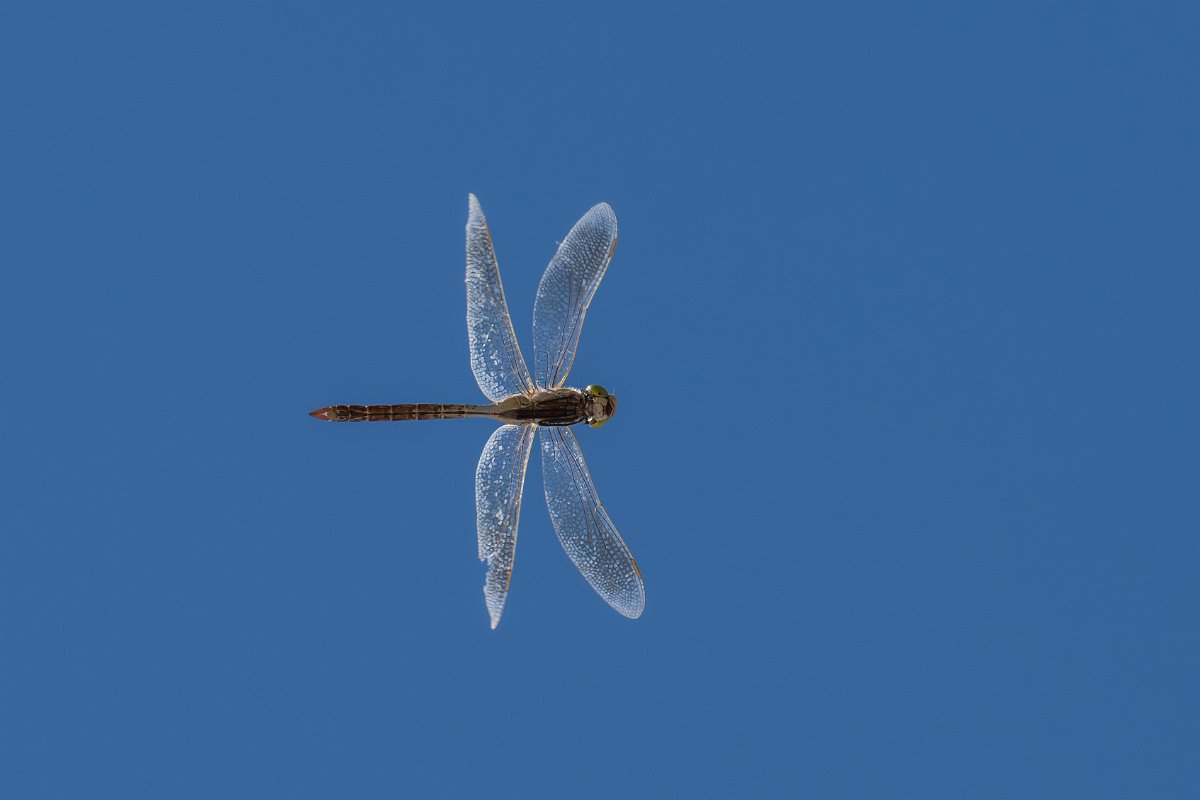 DPPhotography - Uzbekistan - Lesser emperor - E.jpg - Lesser emperor, Anax parthenope - Kyzylkum Desert, Uzbekistan