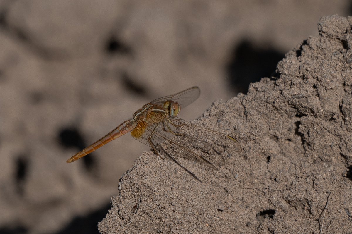 DPPhotography - Uzbekistan - Oriental scarlet, Crocothemis servilia - A.jpg - Oriental scarlet, Crocothemis servilia - Jeyran Eco Centre, Uzbekistan