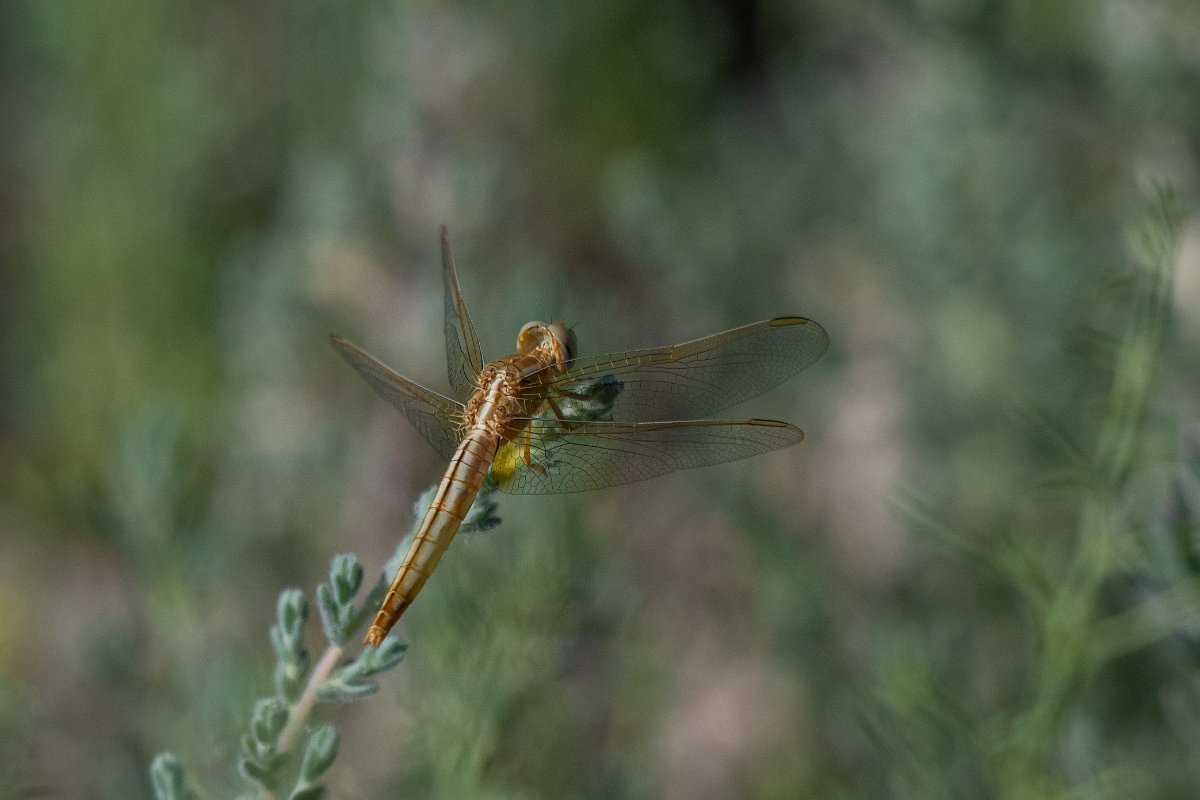 DPPhotography - Uzbekistan - Oriental scarlet, Crocothemis servilia - B.jpg - Oriental scarlet, Crocothemis servilia - Jeyran Eco Centre, Uzbekistan