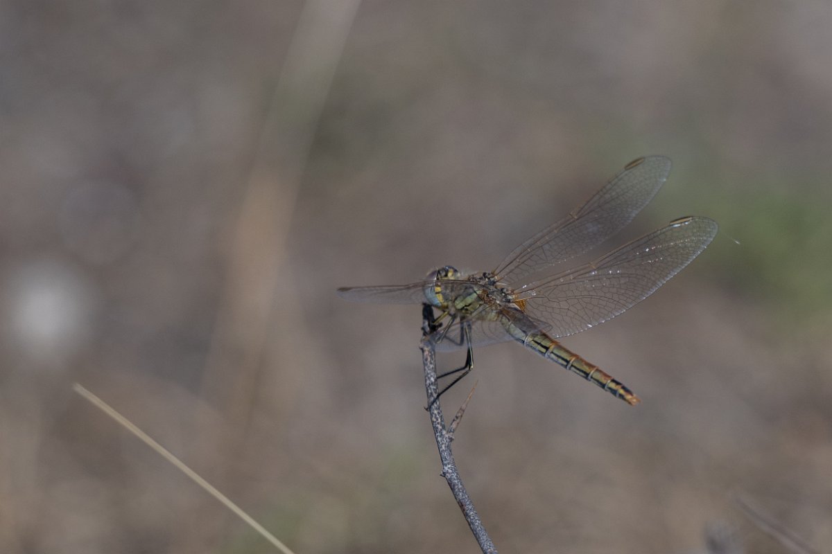 DPPhotography - Uzbekistan - Red-veined darter - B.jpg - Red-veined darter, Sympetrum fonscolombii - Takhta-Karacha Pass, Uzbekistan