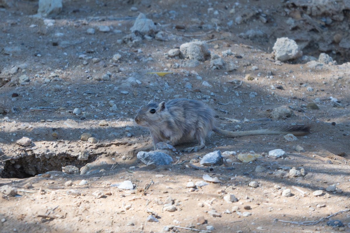 DPPhotography - Uzbekistan - Great gerbil - A.jpg - Great gerbil, Rhombomys opimus - Kyzylkum Desert, Uzbekistan