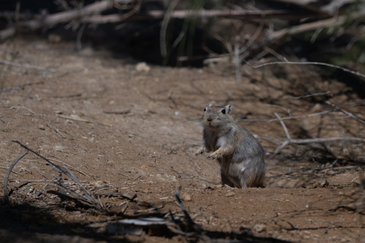 DPPhotography - Uzbekistan - Great gerbil - C.jpg - Great gerbil, Rhombomys opimus - Kyzylkum Desert, Uzbekistan